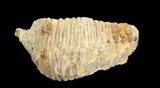 Cretaceous Fossil Oyster (Rastellum) - Madagascar #69624-2